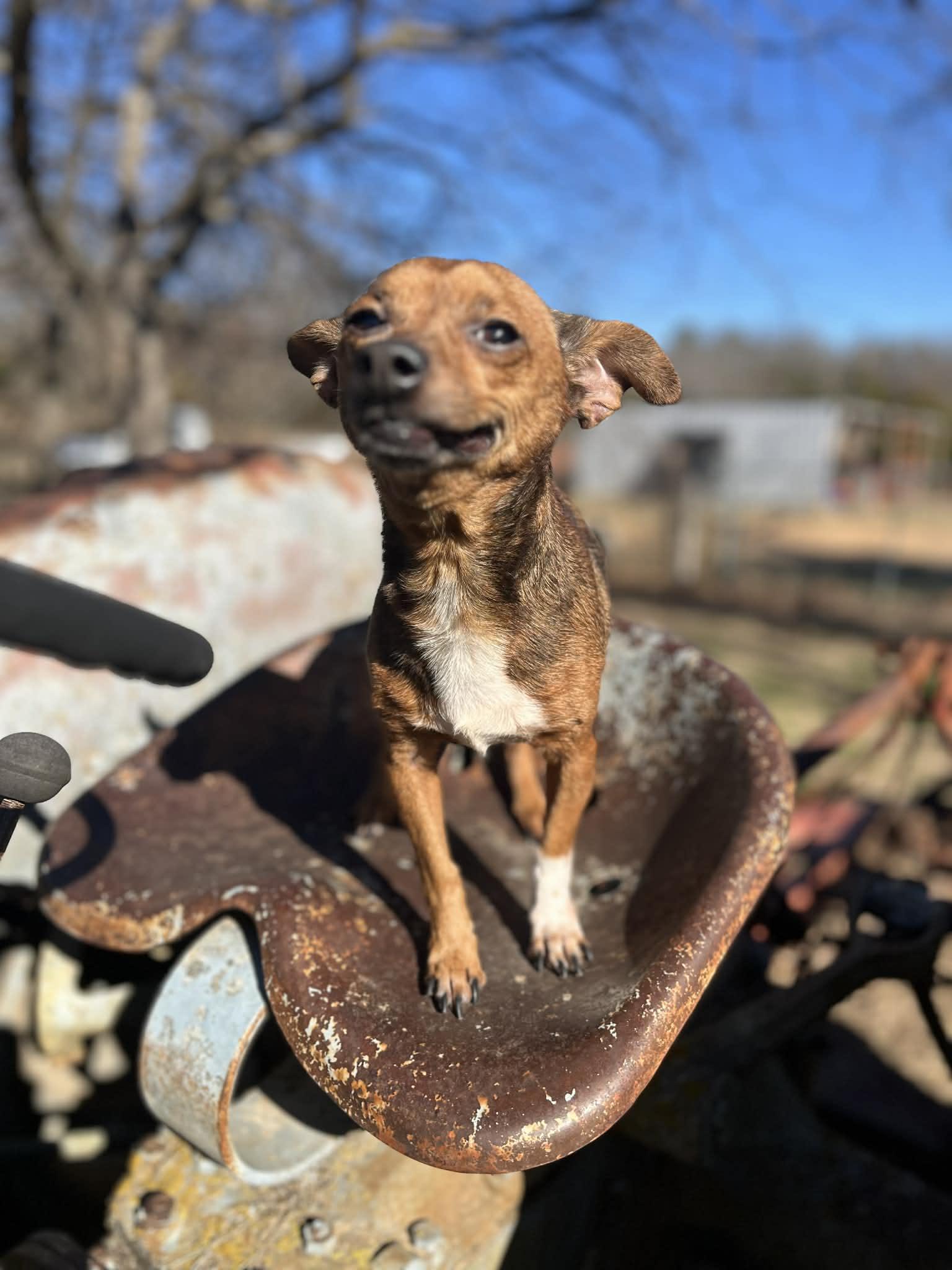 Pepper, adopted, Adult Male Chihuahua.