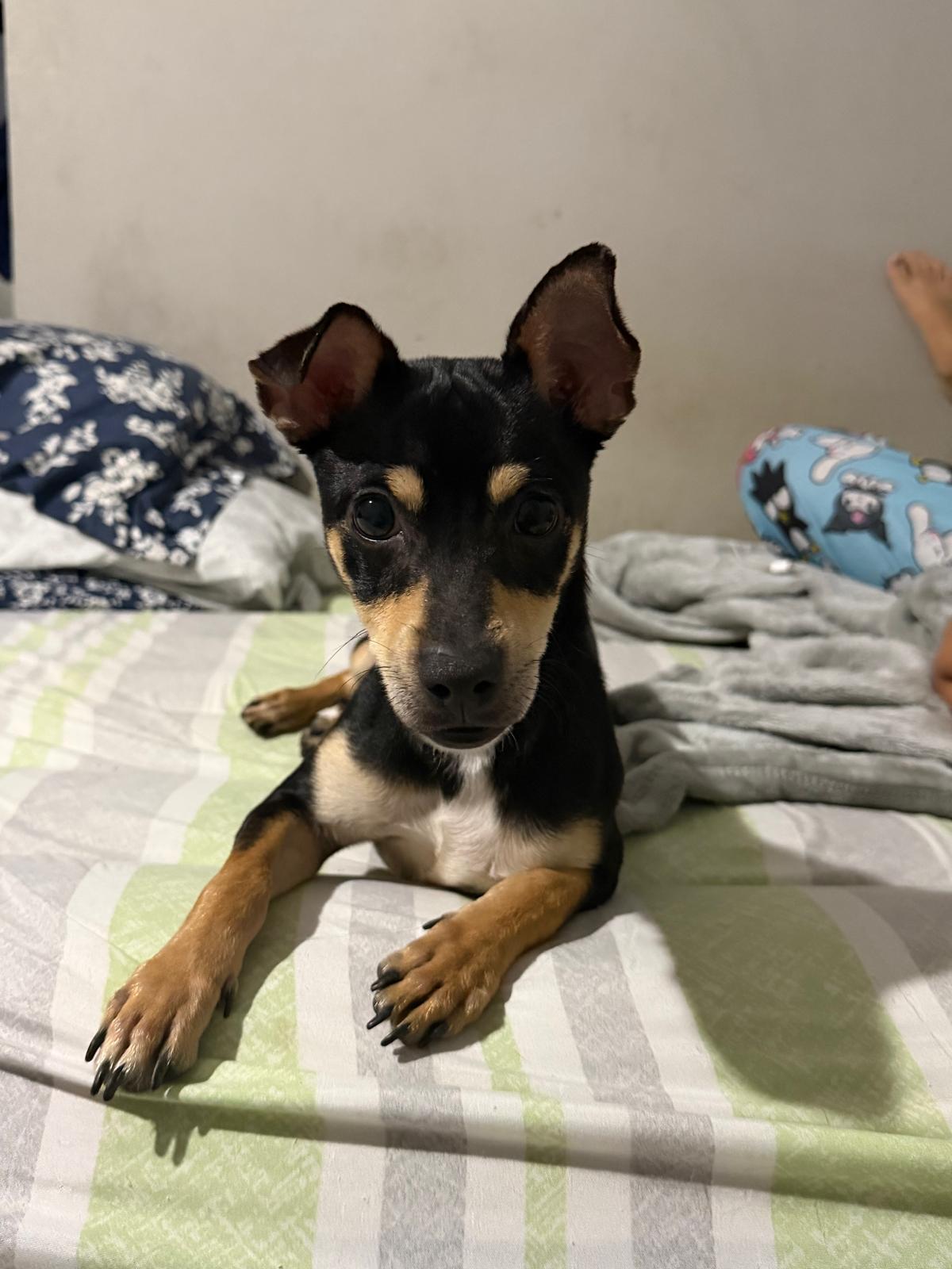 Floyd, adopted, Adult Male Miniature Pinscher & Chihuahua.