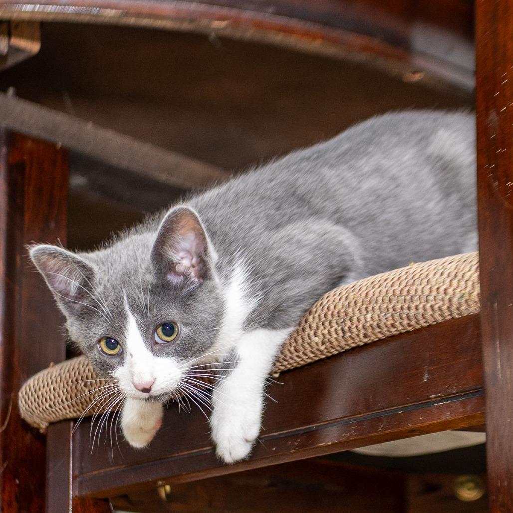 Haze 2025, Adoptable, Kitten Male Domestic Short Hair.