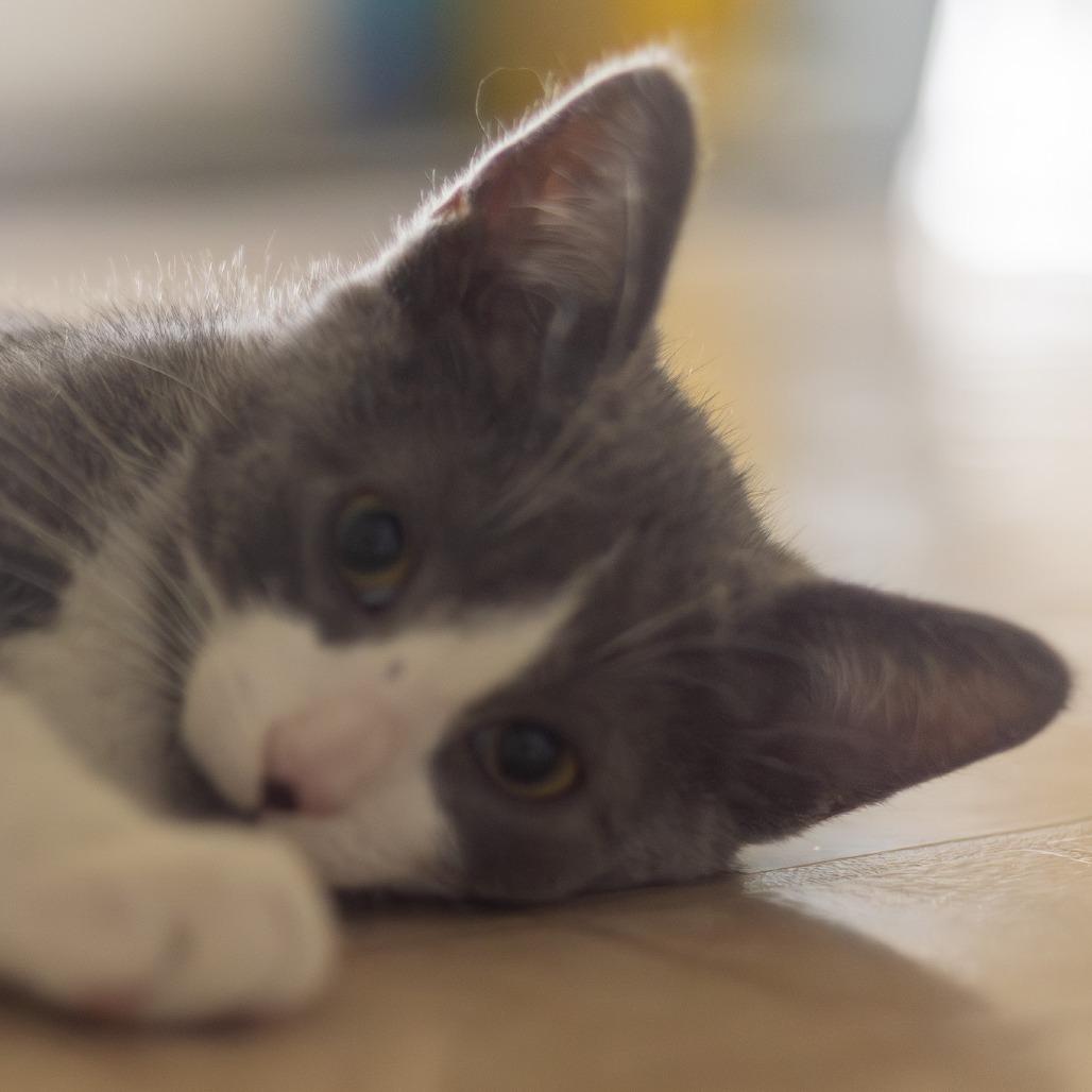 Enlarge Haze 2025, a Adoptable Domestic Short Hair in Bensalem, PA image 2/4