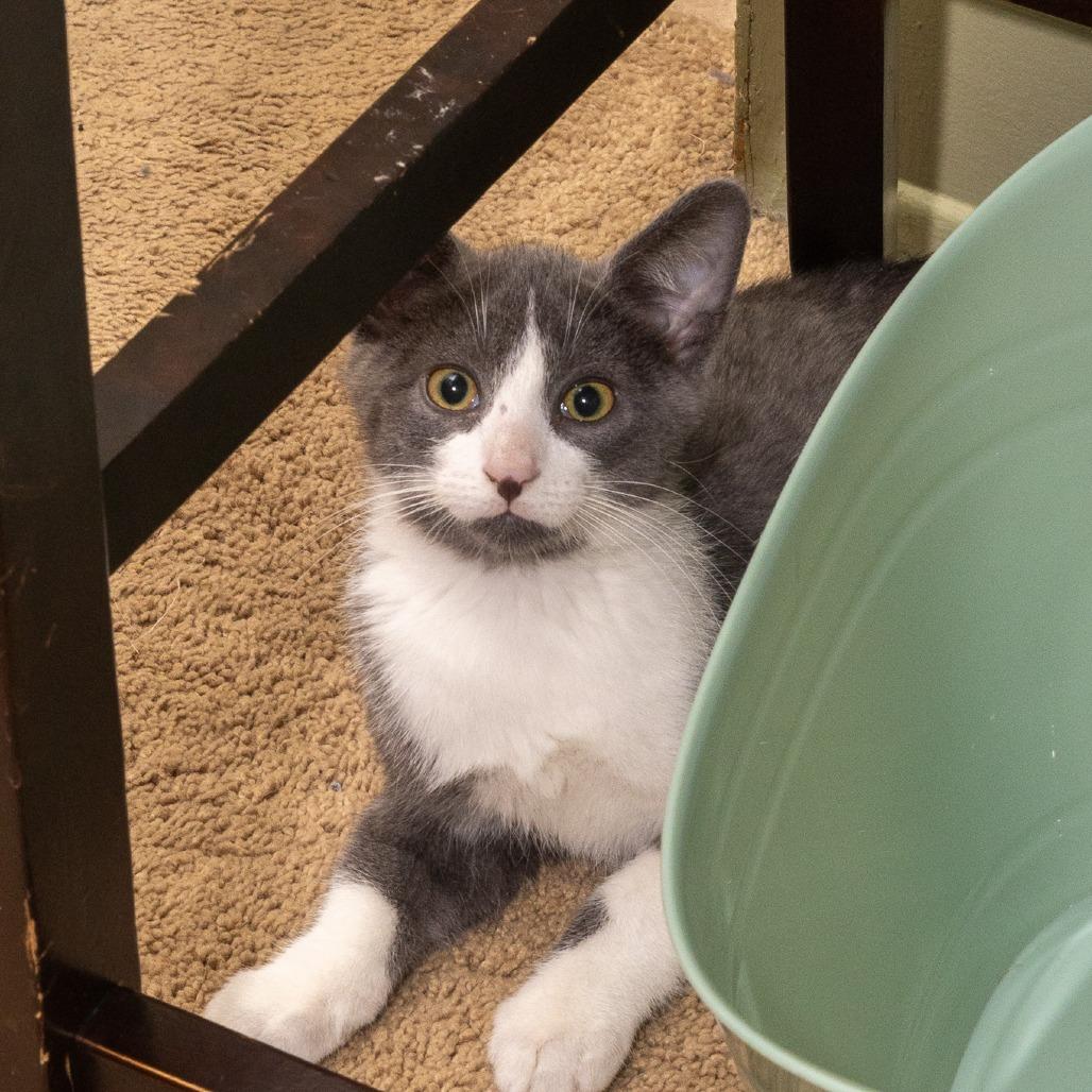 Enlarge Haze 2025, a Adoptable Domestic Short Hair in Bensalem, PA image 3/4