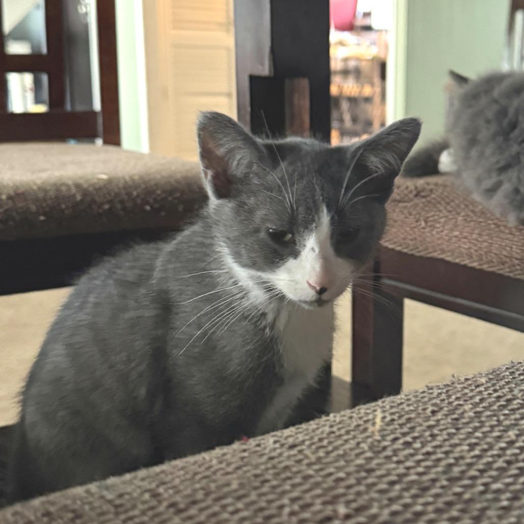 Enlarge Haze 2025, a Adoptable Domestic Short Hair in Bensalem, PA image 4/4