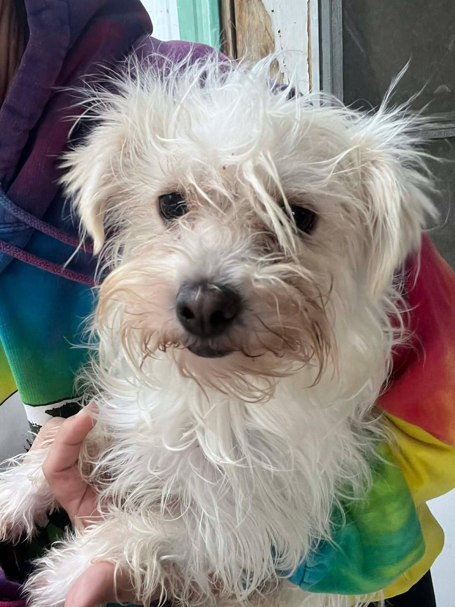 Mary Kate, an adopted mixed breed in Roseburg, OR image 3/5