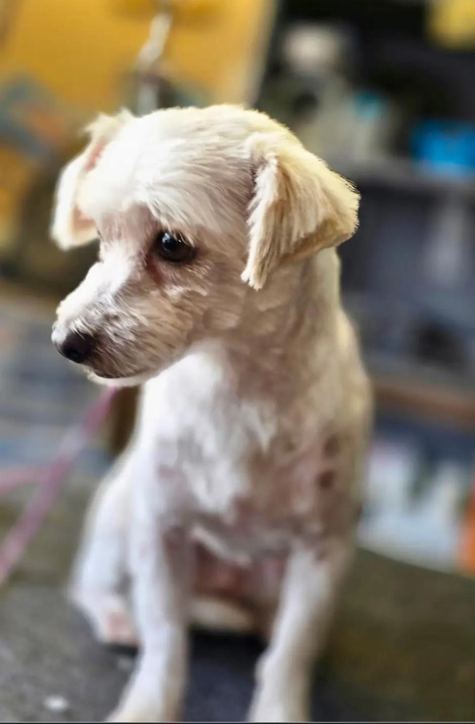 Mary Kate, an adopted mixed breed in Roseburg, OR image 4/5