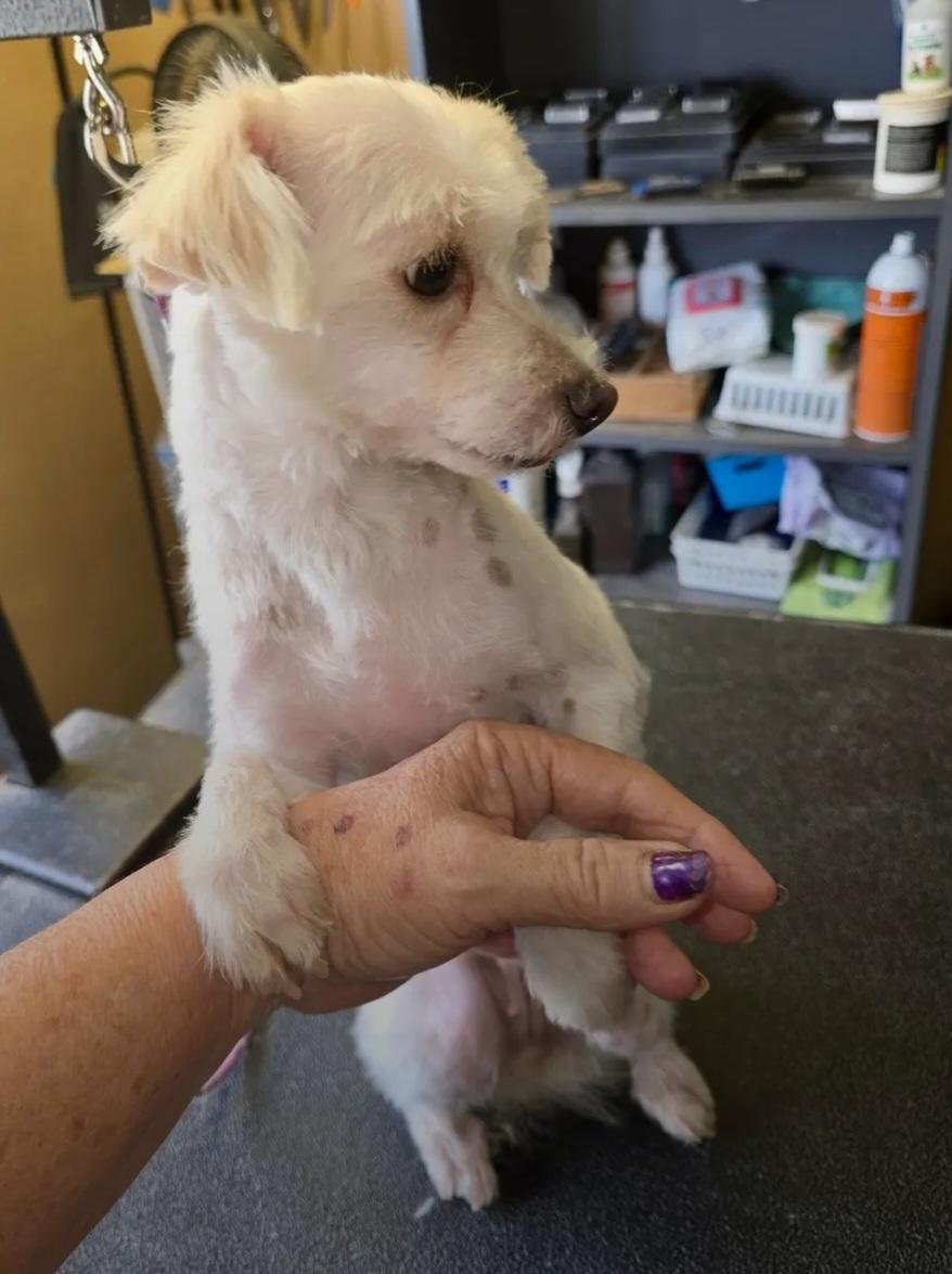 Mary Kate, an adopted mixed breed in Roseburg, OR image 5/5