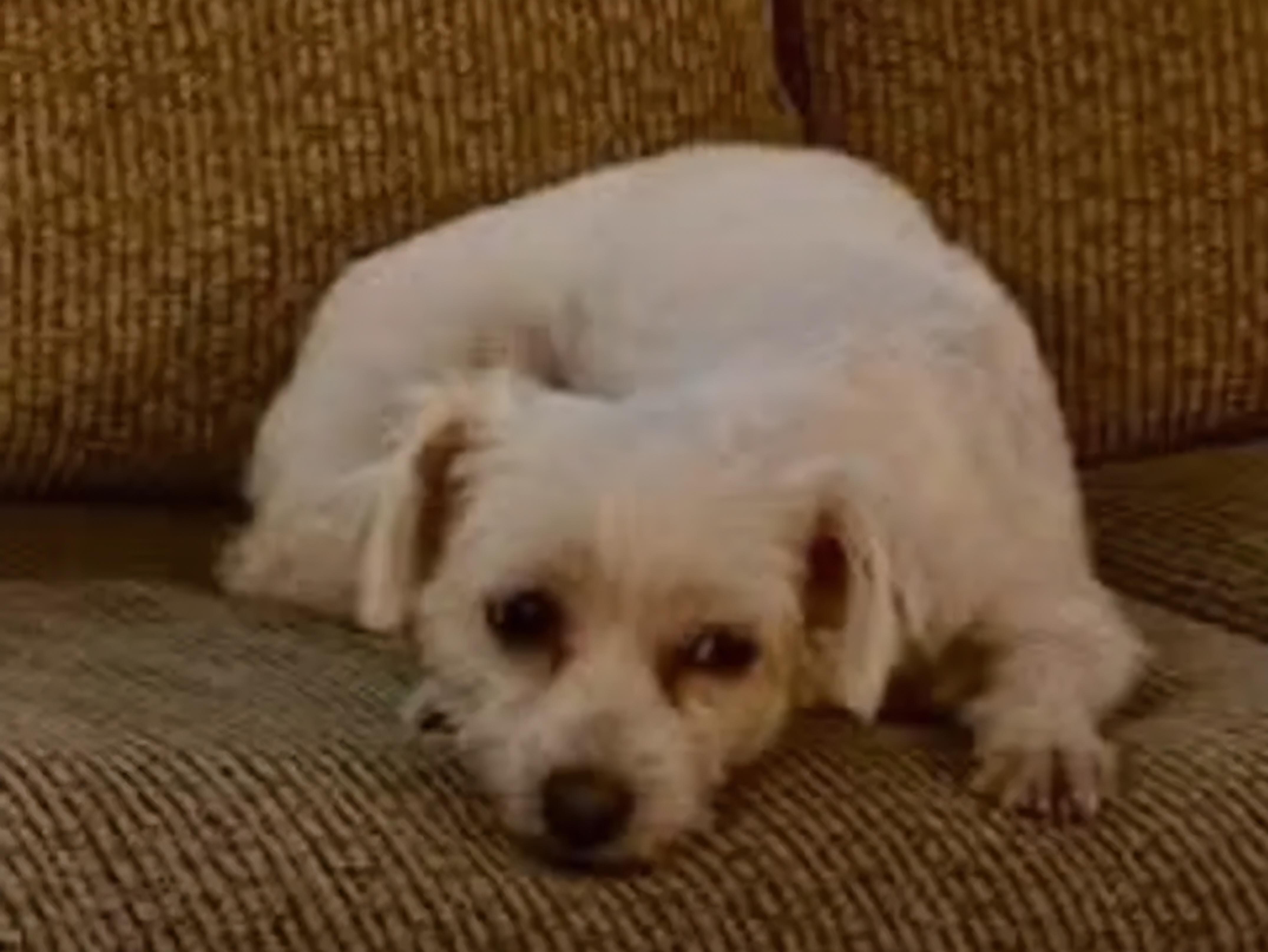 Mary Kate, an adopted mixed breed in Roseburg, OR image 2/5