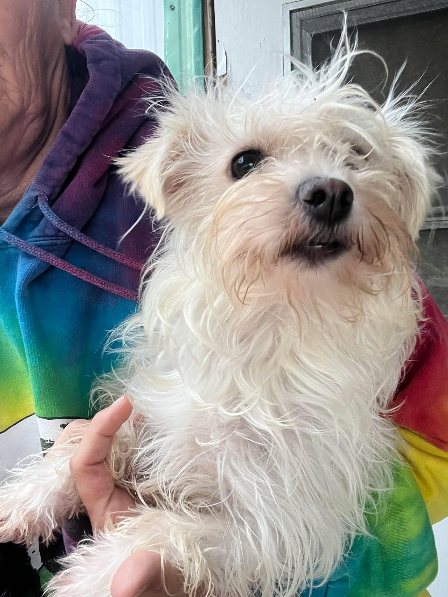 Mary Kate, adopted, Puppy Female Maltese.