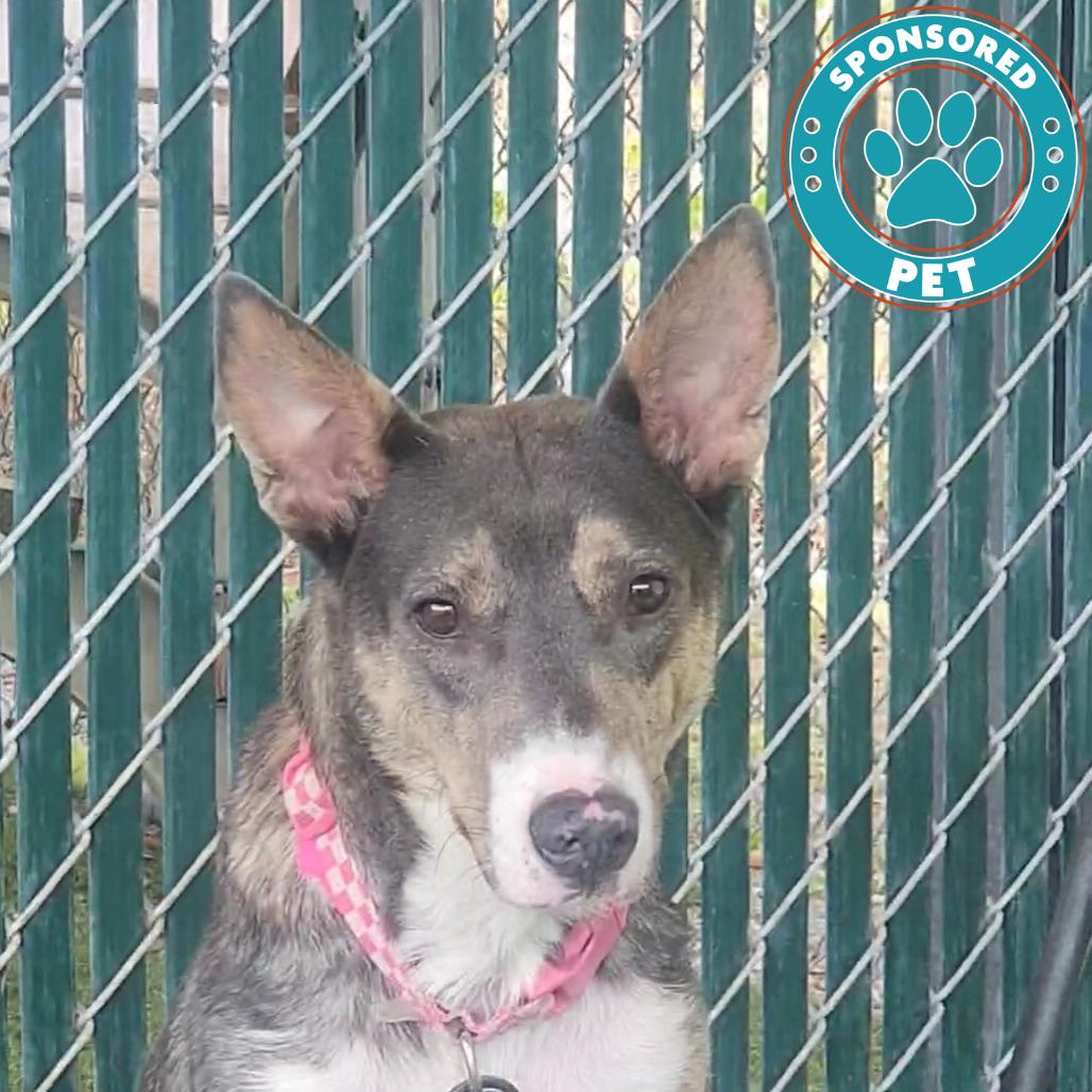 Enlarge Rhea, a Adoptable mixed breed in Lakeland, FL image 1/1