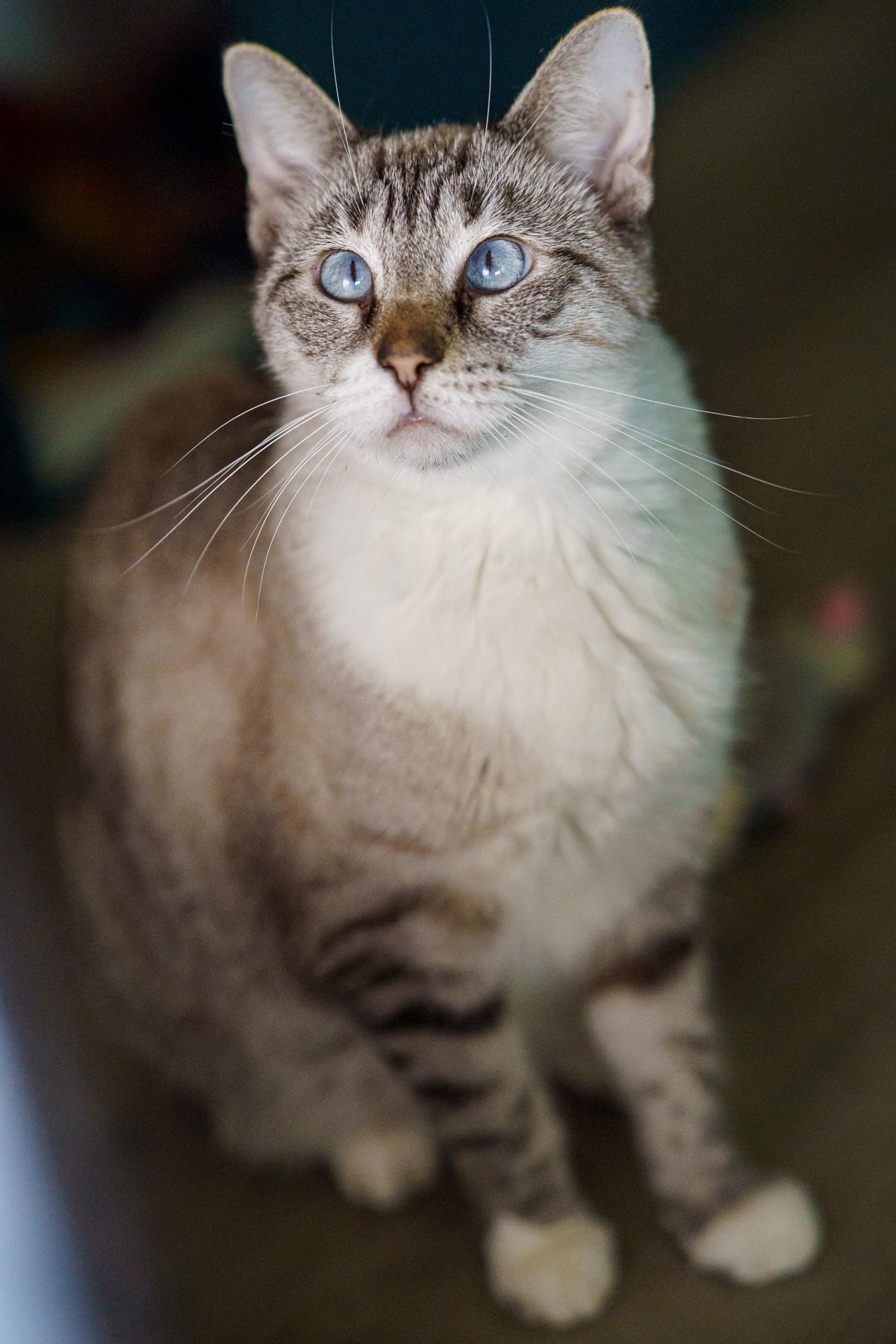 Austin, Adoptable, Adult Female Siamese & Tabby.