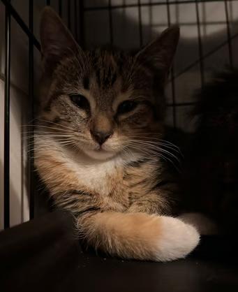 Cucumber, Adoptable, Kitten Female Domestic Short Hair.