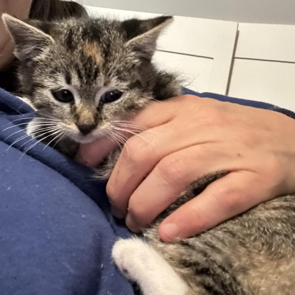 Enlarge Cucumber, a Adoptable Domestic Short Hair in Johnstown, PA image 1/1