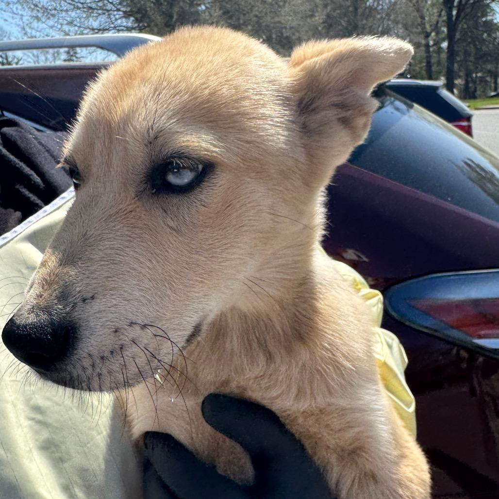 Enlarge Bingo, a Adoptable Mixed Breed in Winston Salem, NC image 1/6
