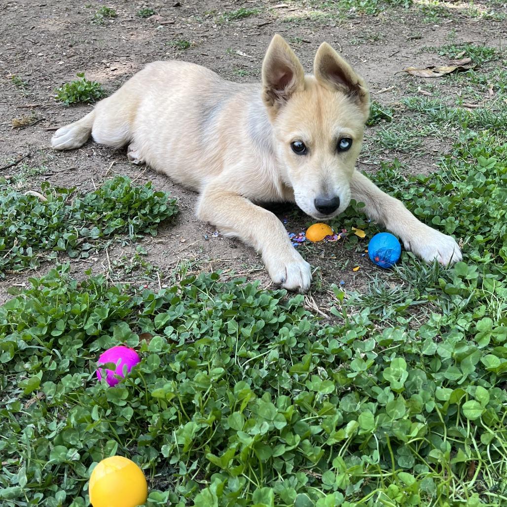 Enlarge Bingo, a Adoptable Mixed Breed in Winston Salem, NC image 2/6