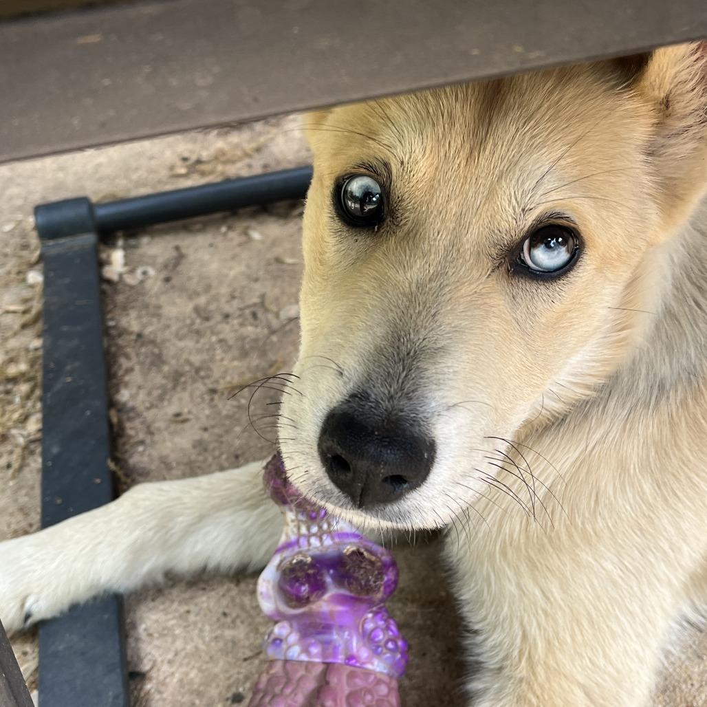 Enlarge Bingo, a Adoptable Mixed Breed in Winston Salem, NC image 3/6