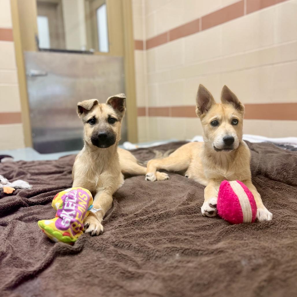 Enlarge Bingo, a Adoptable Mixed Breed in Winston Salem, NC image 4/6