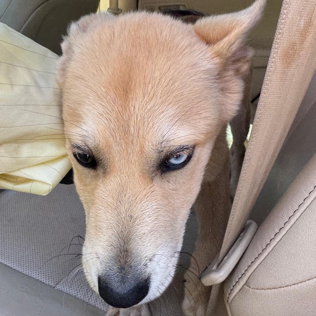 Enlarge Bingo, a Adoptable Mixed Breed in Winston Salem, NC image 5/6