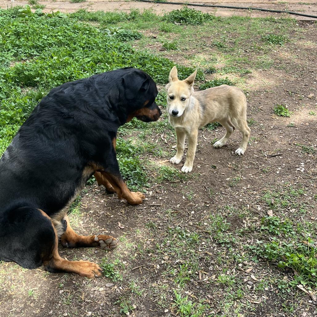 Enlarge Bingo, a Adoptable Mixed Breed in Winston Salem, NC image 6/6