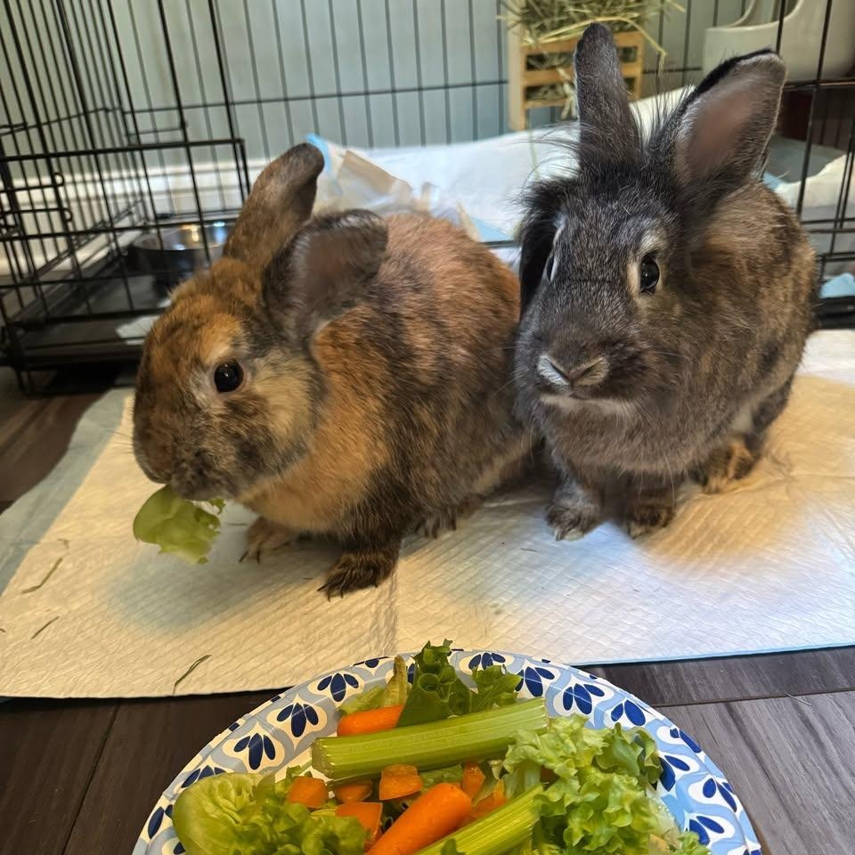 Evie - F and Max - M (Bonded Pair), ADOPTABLE, Adult Female Harlequin.