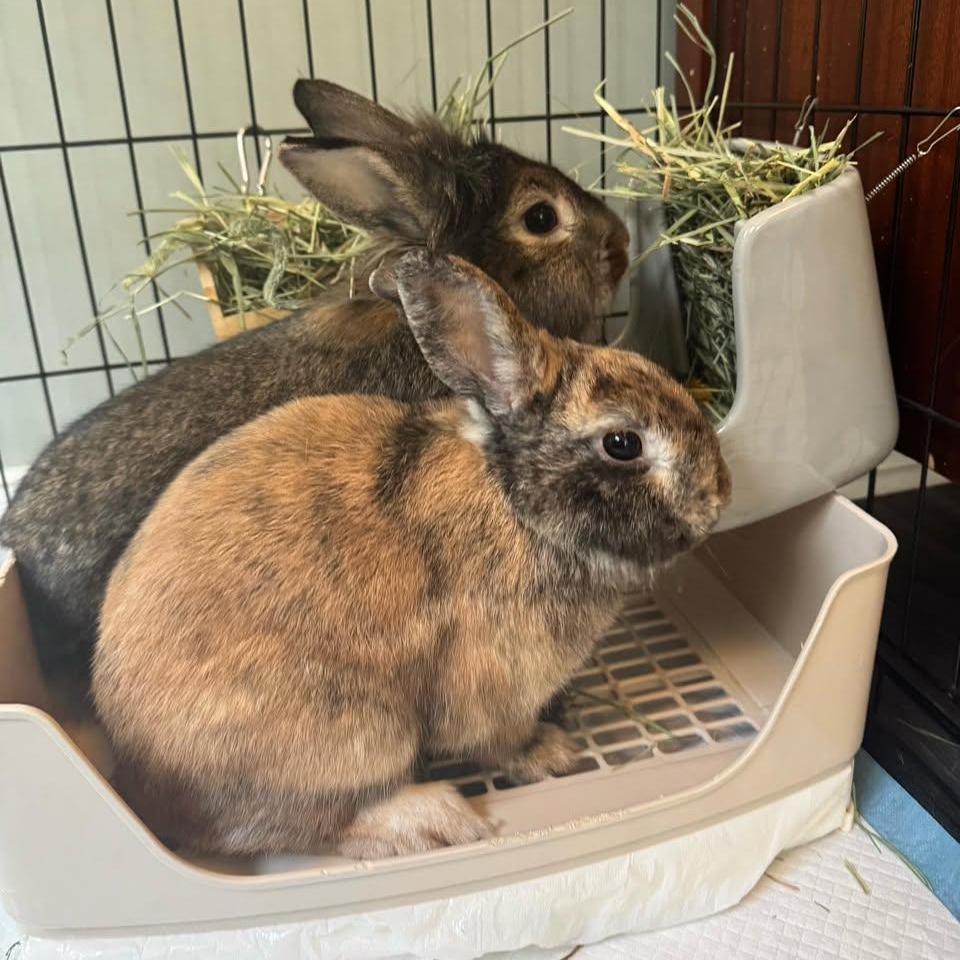 Enlarge Evie - F and Max - M (Bonded Pair), a ADOPTABLE Harlequin in CHARLOTTE, NC image 3/3