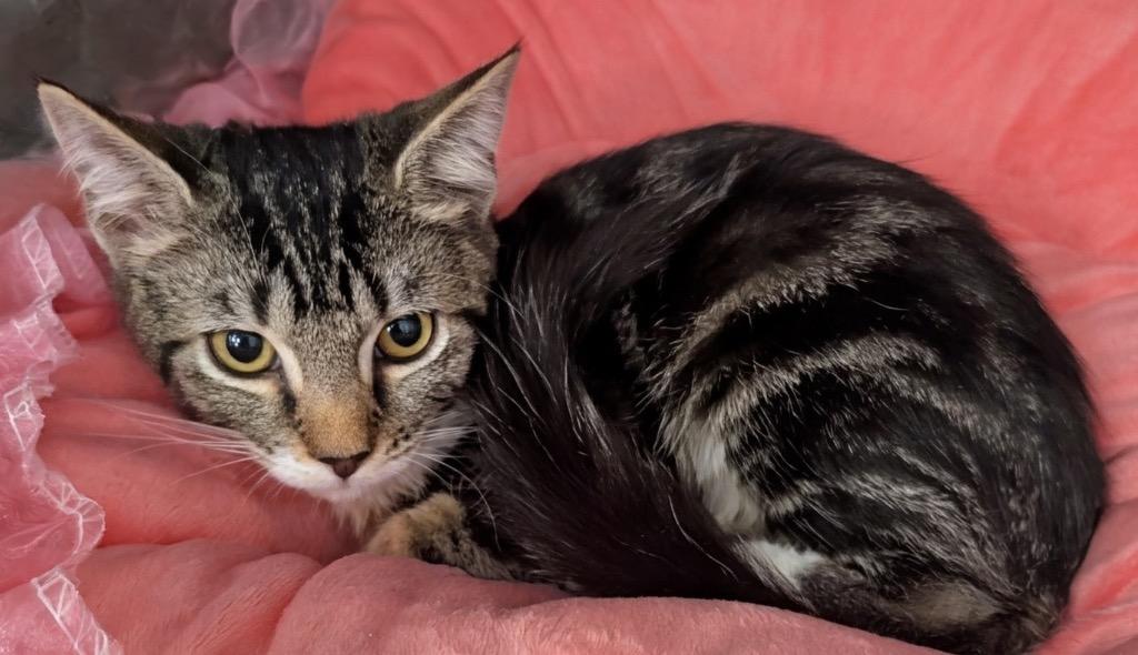 Enlarge Enid - $75 Adoption Fee Speciakl, a Adopted mixed breed in Fort Myers, FL image 1/1