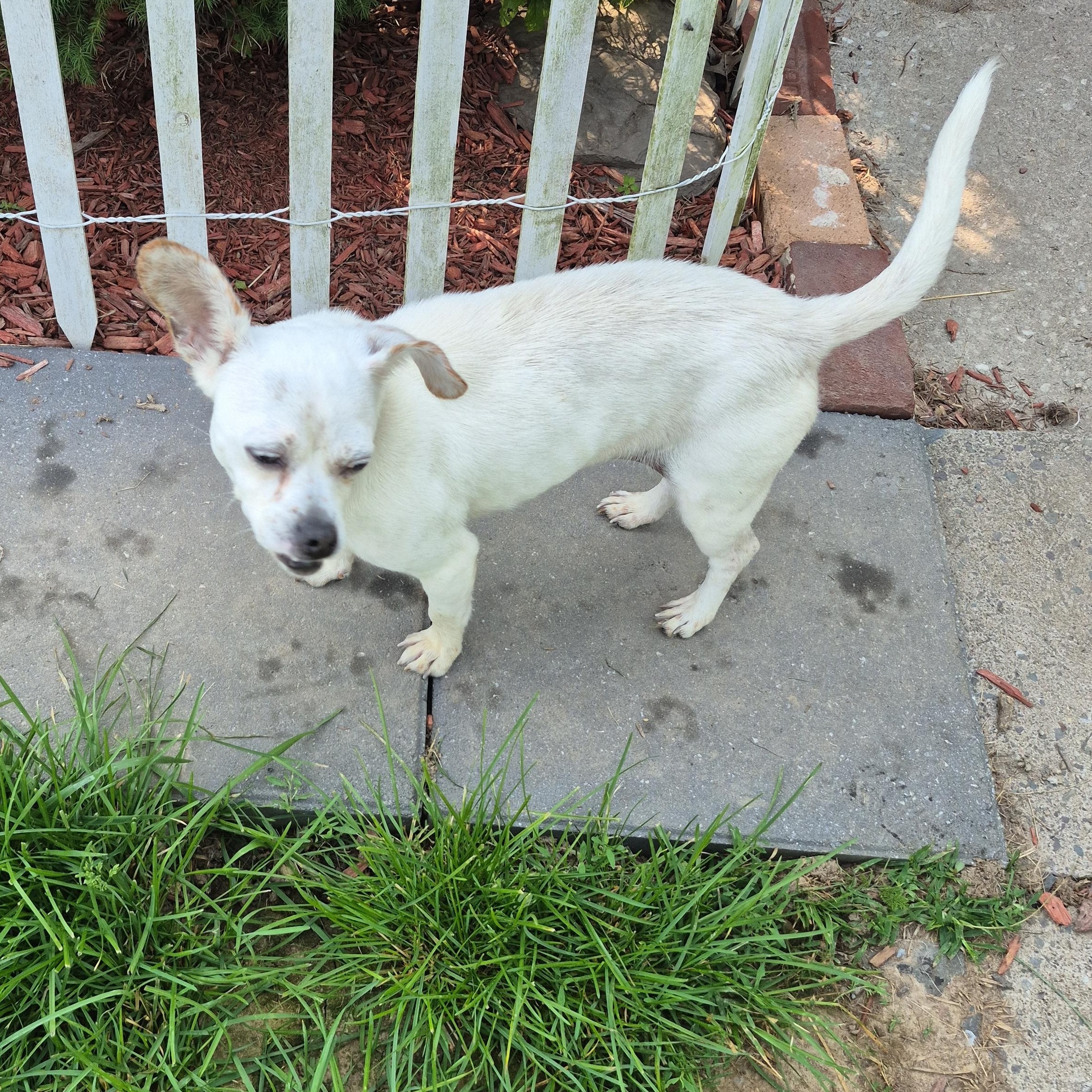 Enlarge Dori, an adoptable Chihuahua in Silver Spring, MD image 4/4