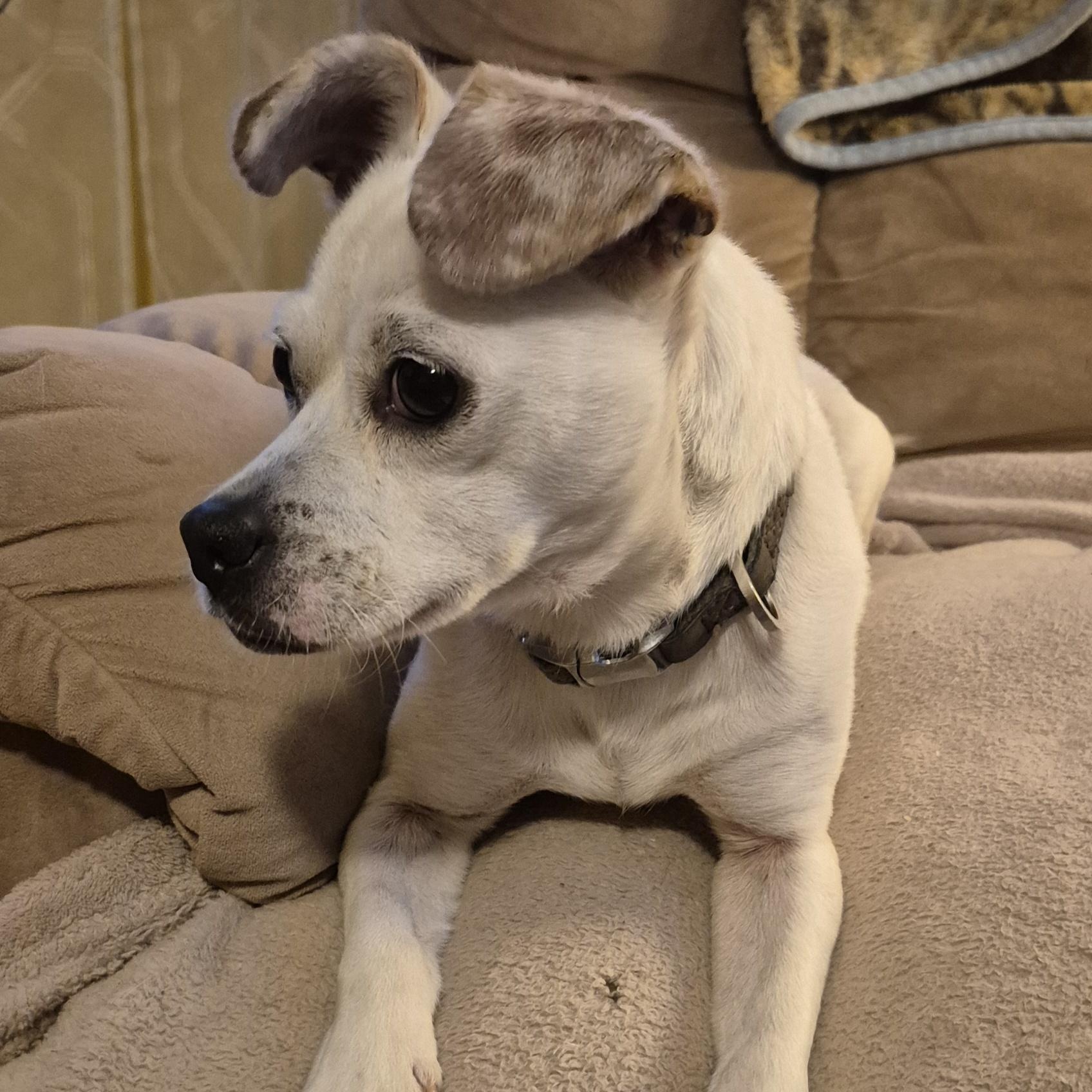 Enlarge Dori, an adoptable Chihuahua in Silver Spring, MD image 3/4