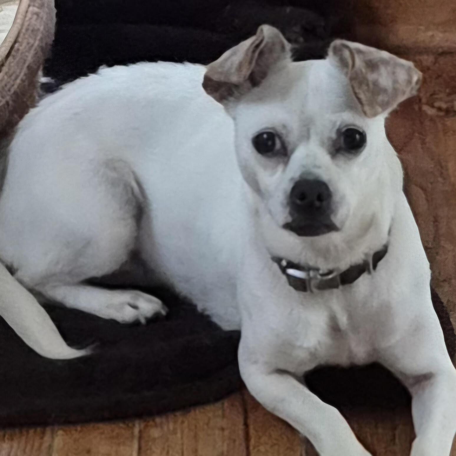 Dori, adoptable, Adult Female Chihuahua.