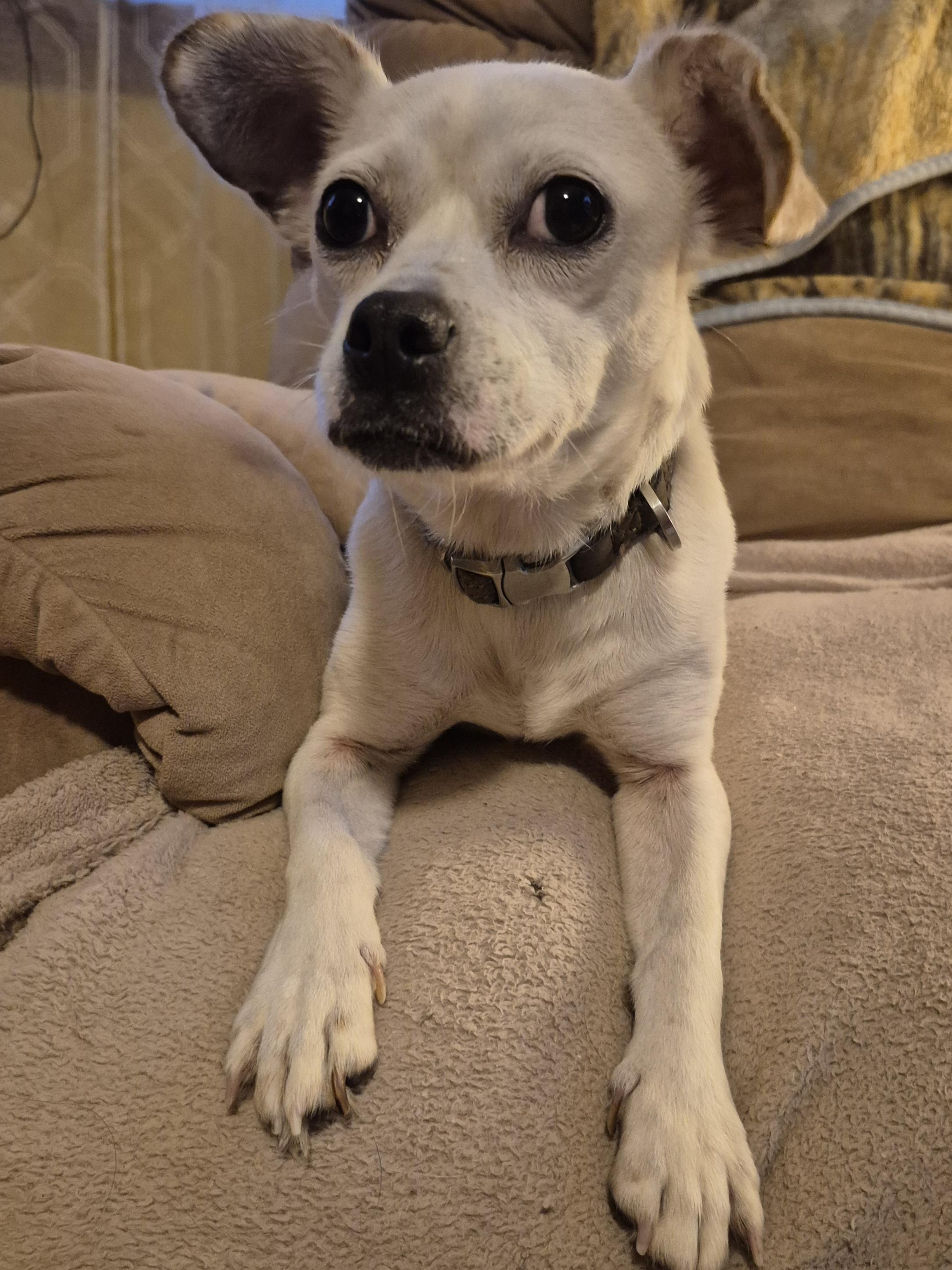 Enlarge Dori, an adoptable Chihuahua in Silver Spring, MD image 2/4