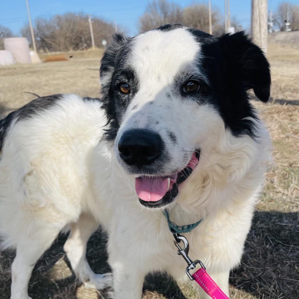 Mozart, a Adoptable mixed breed in Duncan, OK image 1/4