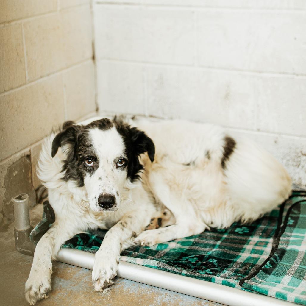 Mozart, a Adoptable mixed breed in Duncan, OK image 2/4