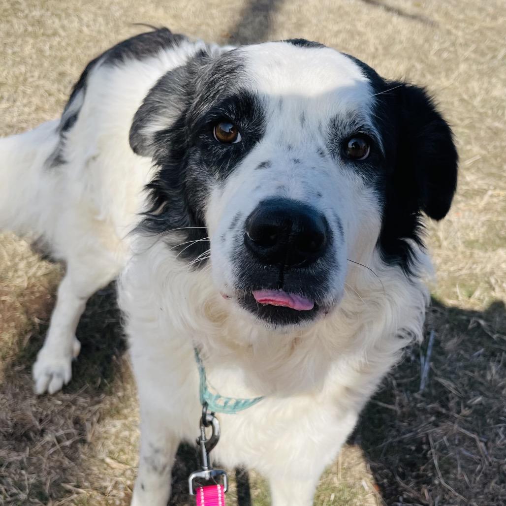 Mozart, a Adoptable mixed breed in Duncan, OK image 4/4