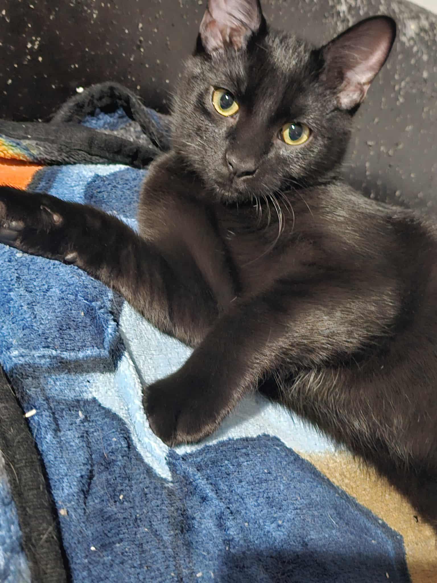 Enlarge Rays, a Adoptable Domestic Short Hair in Overland Park, KS image 4/4