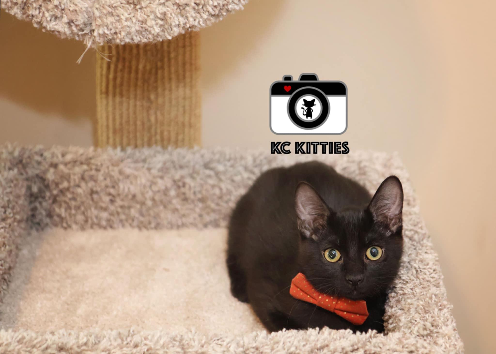 Enlarge Rays, a Adoptable Domestic Short Hair in Overland Park, KS image 2/4