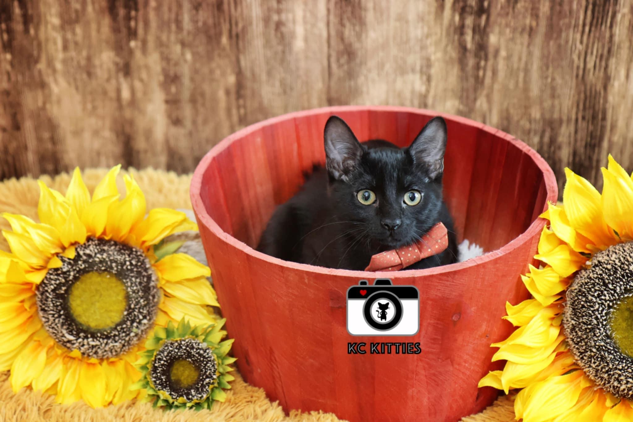 Enlarge Rays, a Adoptable Domestic Short Hair in Overland Park, KS image 1/4