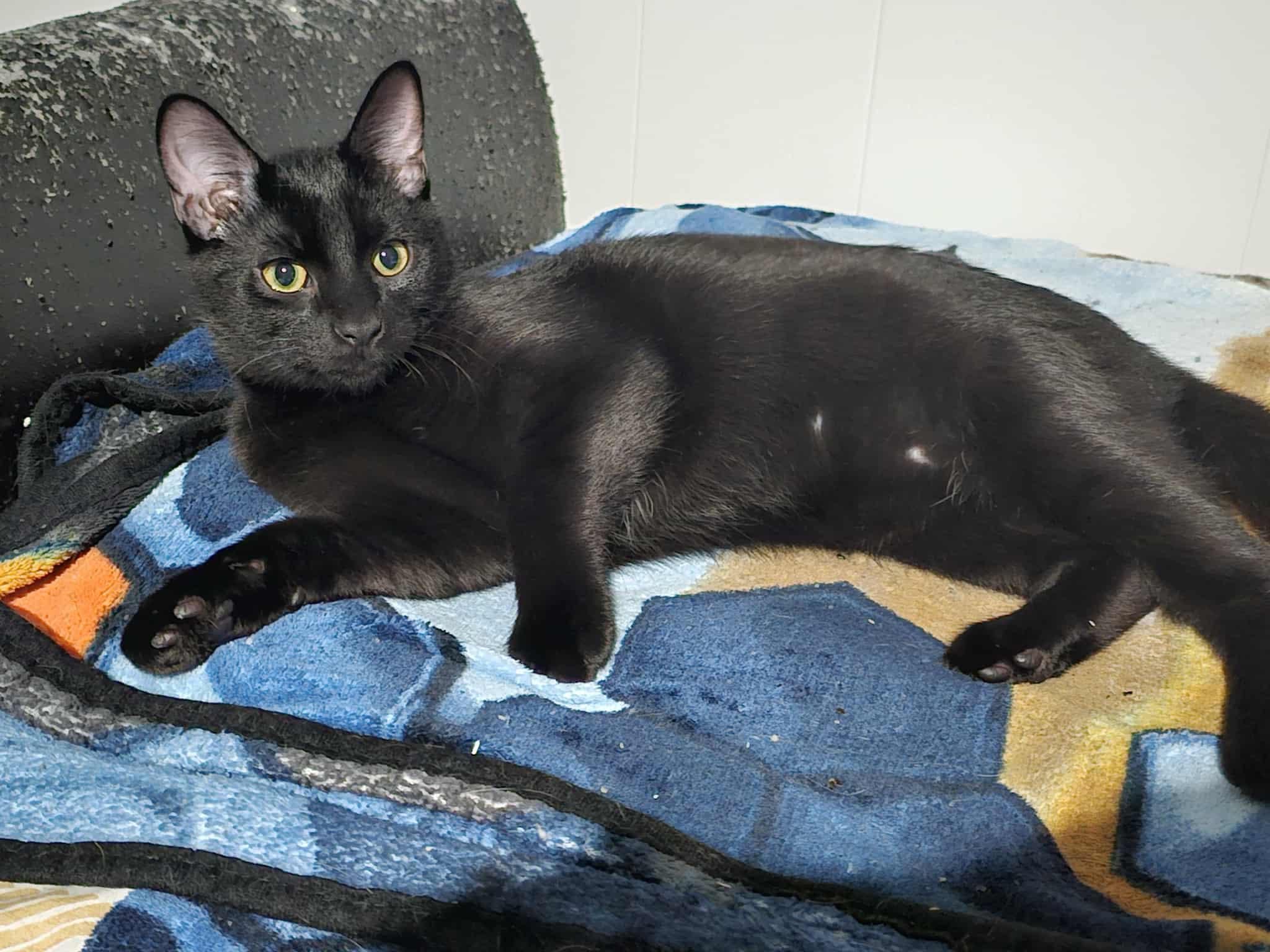 Enlarge Rays, a Adoptable Domestic Short Hair in Overland Park, KS image 3/4