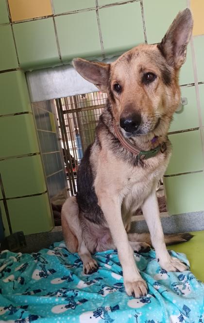 Copper, Adoptable, Adult Male German Shepherd Dog & Mixed Breed.