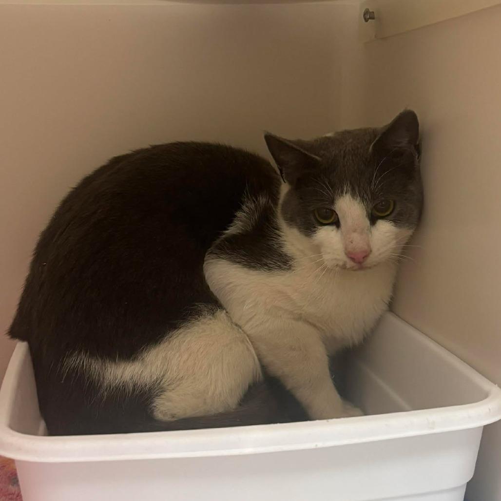 Enlarge Leonard, a Adoptable Domestic Short Hair in Rocky Mount, VA image 1/2