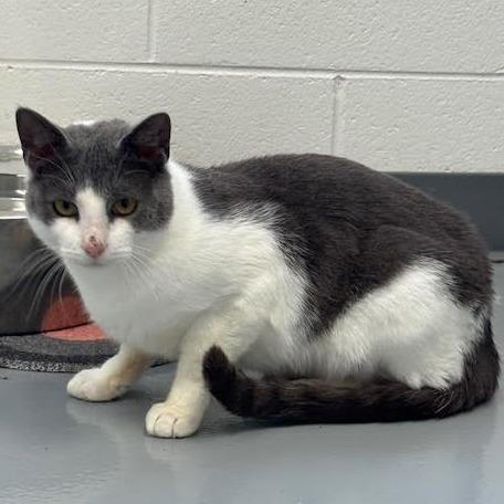 Enlarge Leonard, a Adoptable Domestic Short Hair in Rocky Mount, VA image 2/3