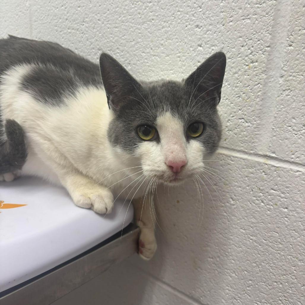 Enlarge Leonard, a Adoptable Domestic Short Hair in Rocky Mount, VA image 2/2