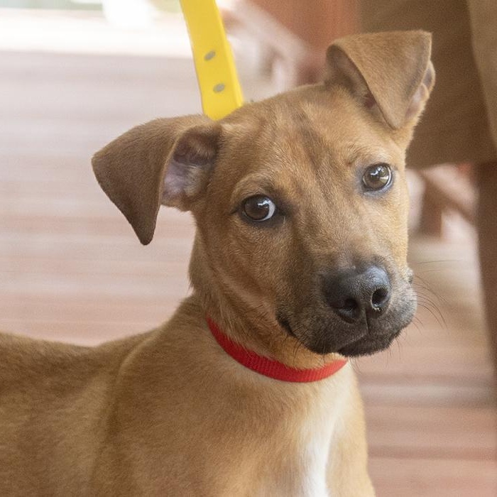 Enlarge Beautiful Mike, an adopted mixed breed in Slidell, LA image 1/4