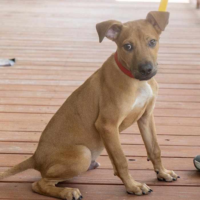 Enlarge Beautiful Mike, an adopted mixed breed in Slidell, LA image 2/4