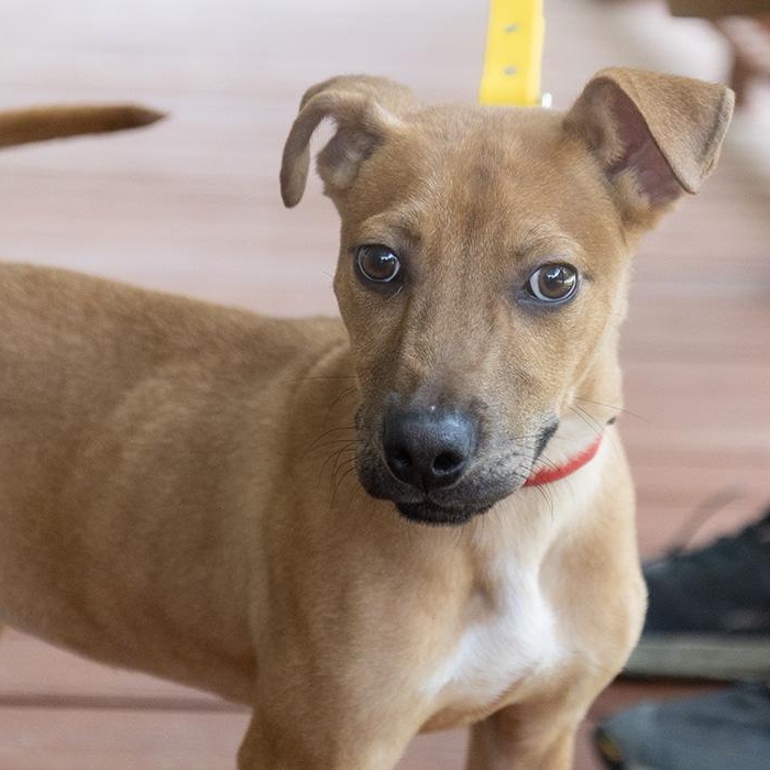 Enlarge Beautiful Mike, an adopted mixed breed in Slidell, LA image 3/4