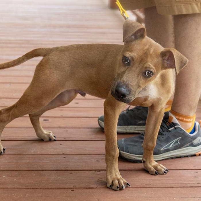 Enlarge Beautiful Mike, an adopted mixed breed in Slidell, LA image 4/4