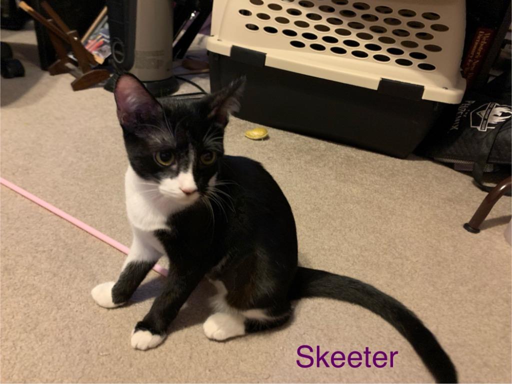 Enlarge Skeeter, a Adoptable Domestic Short Hair in Lewisville, TX image 1/5