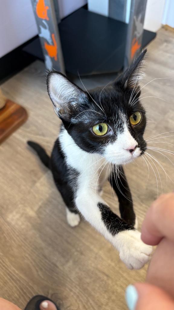 Enlarge Skeeter, a Adoptable Domestic Short Hair in Lewisville, TX image 2/5