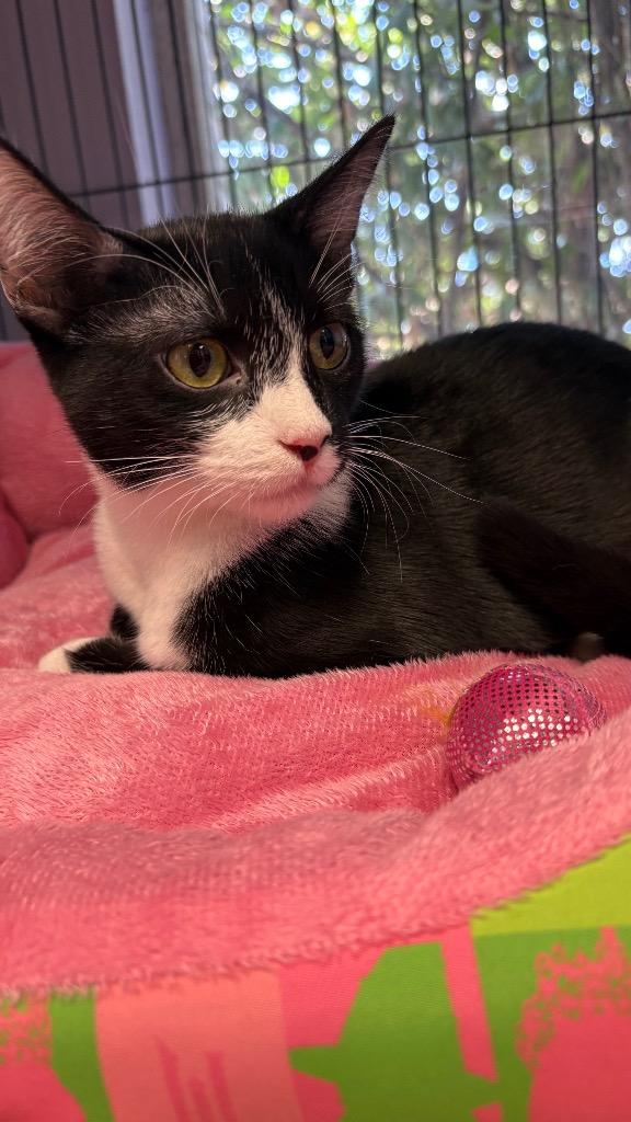 Enlarge Skeeter, a Adoptable Domestic Short Hair in Lewisville, TX image 3/5