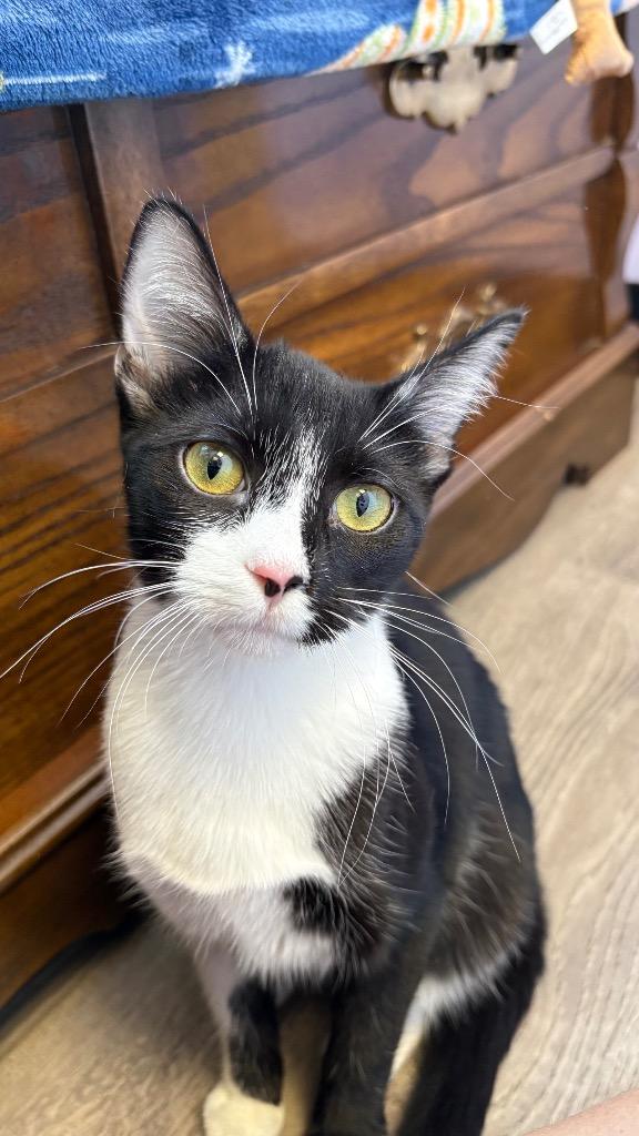 Enlarge Skeeter, a Adoptable Domestic Short Hair in Lewisville, TX image 4/5