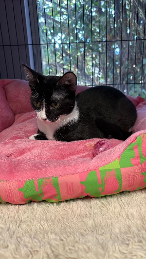 Enlarge Skeeter, a Adoptable Domestic Short Hair in Lewisville, TX image 5/5