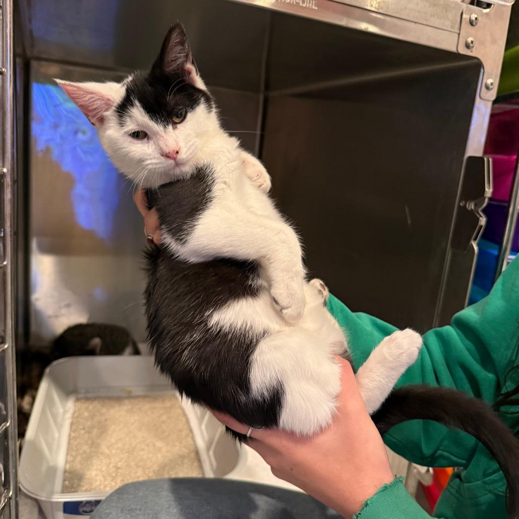 Enlarge Gillian, a Adoptable Domestic Short Hair in Bend, OR image 1/1