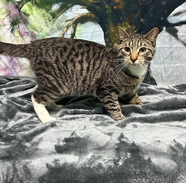 Enlarge 251246  Tiny, a Adoptable Domestic Short Hair in Wetumpka, AL image 1/2